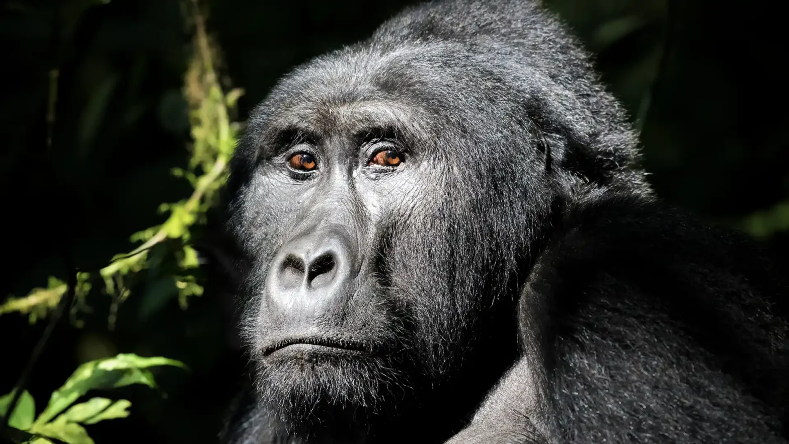close up of a silverback gorilla