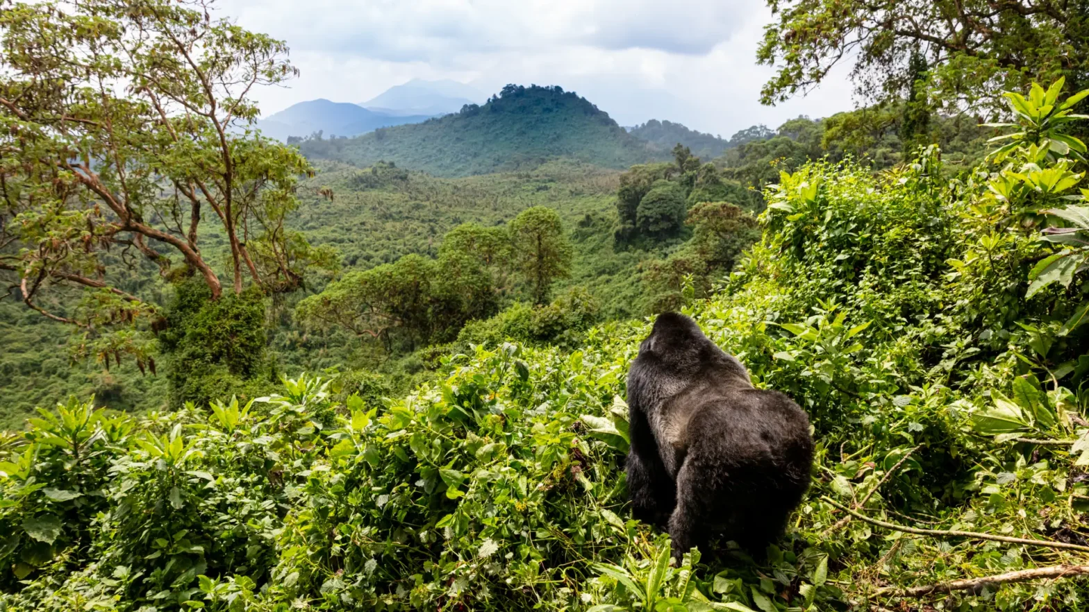 large gorilla looking out over the forest