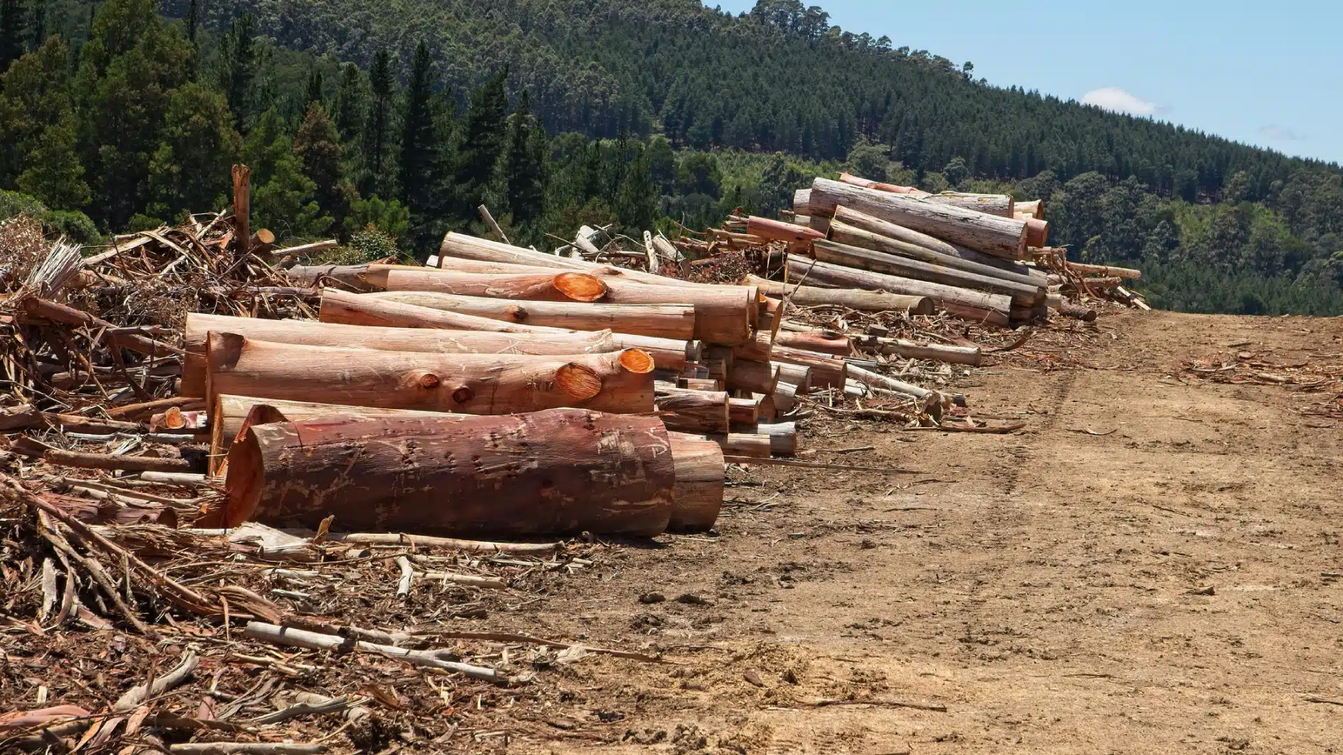 piles of tree trunks next to forest showing deforestation