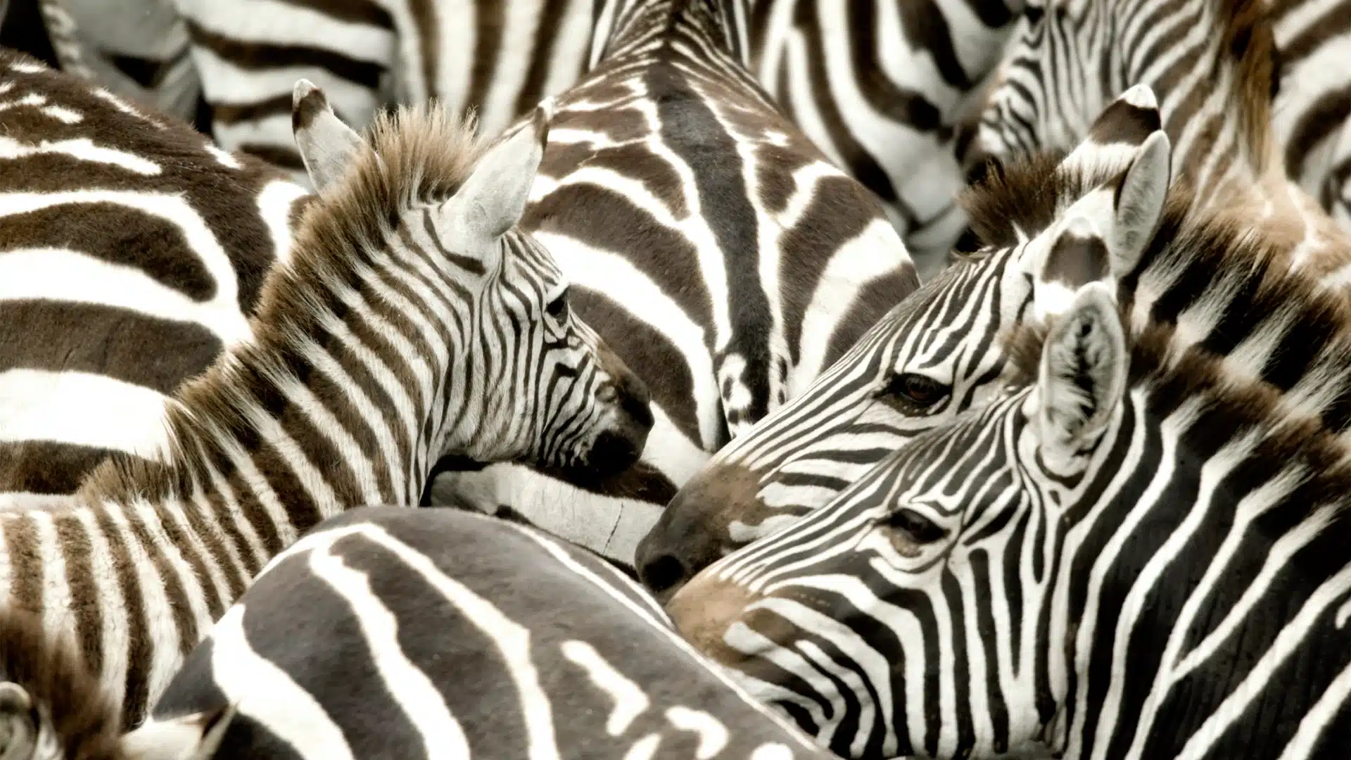 A herd of zebras in Africa