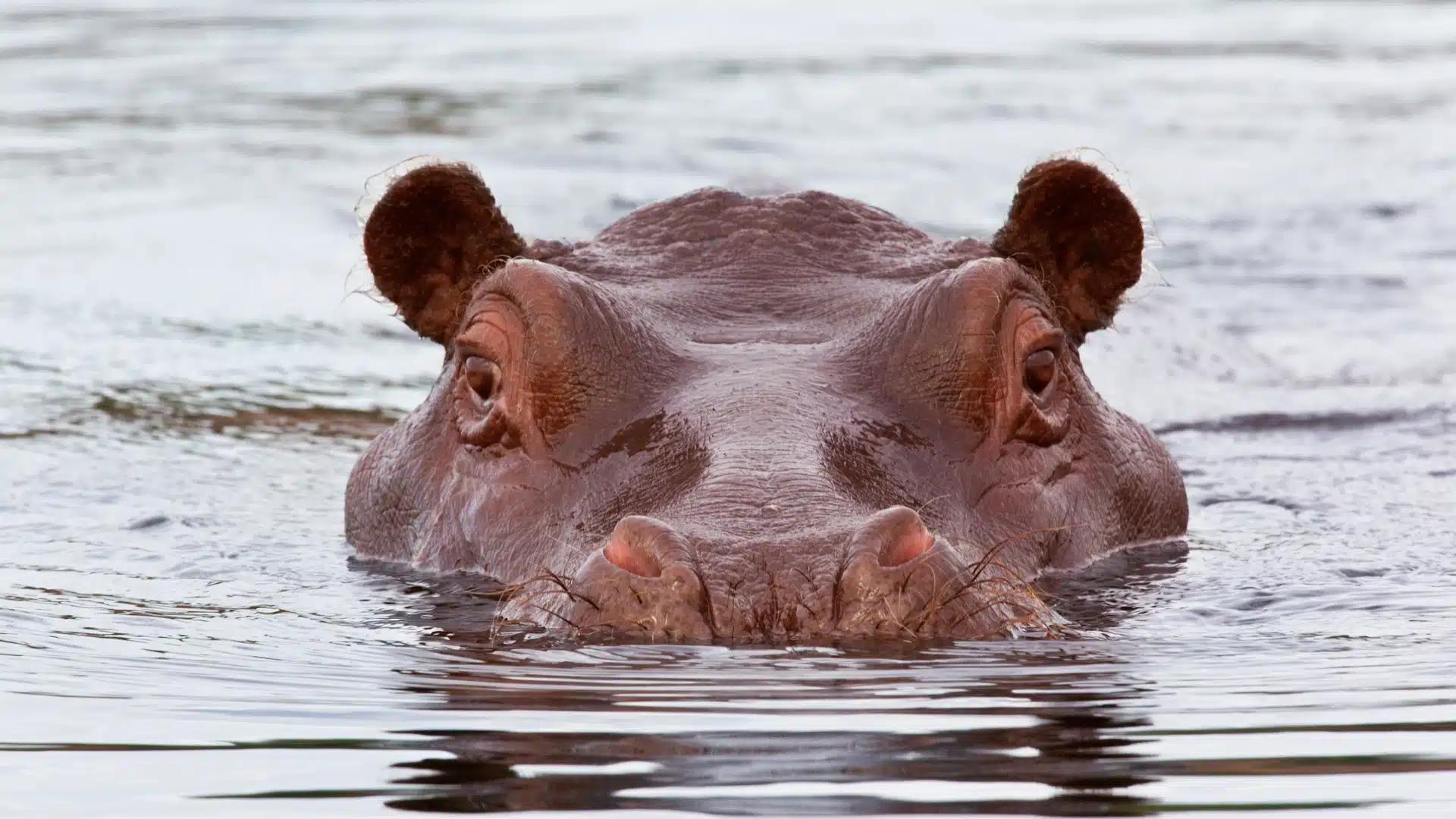 a hippo poking head out of water looking at camera