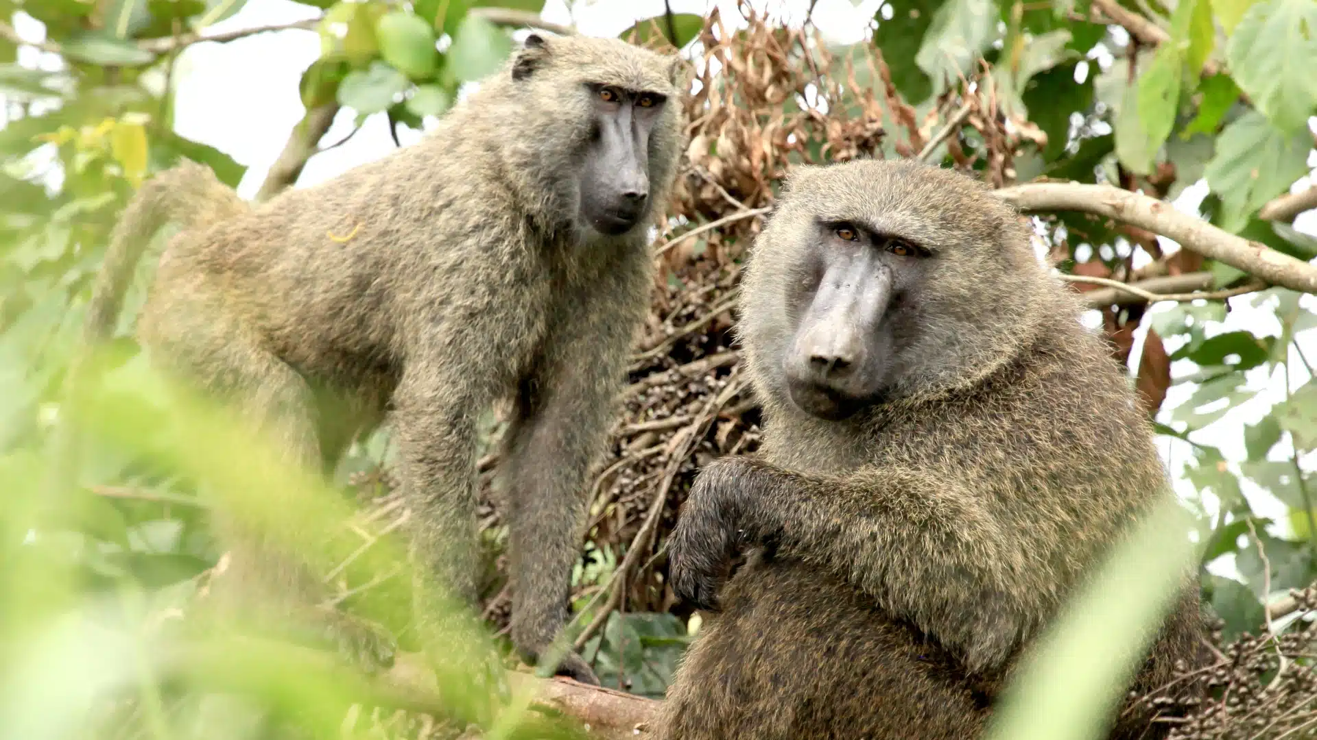 two baboons looking at the camera