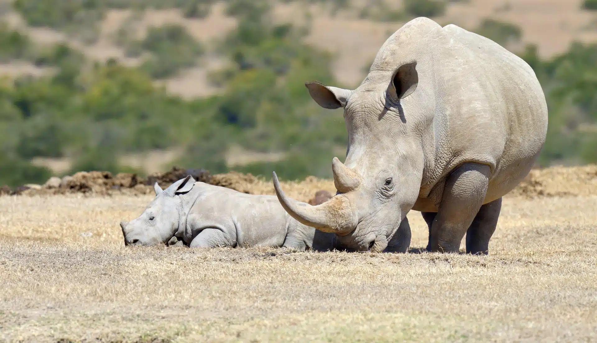 white rhino with baby lying on ground