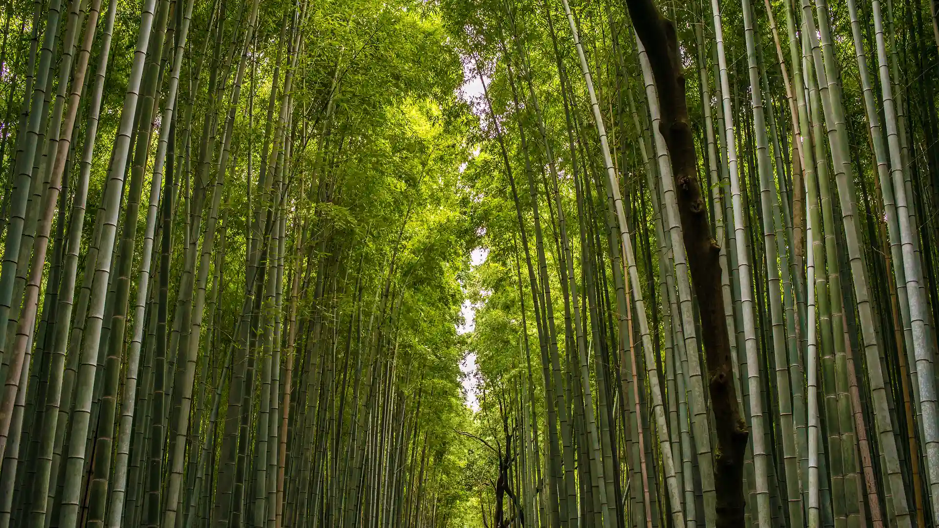 Bamboo forest