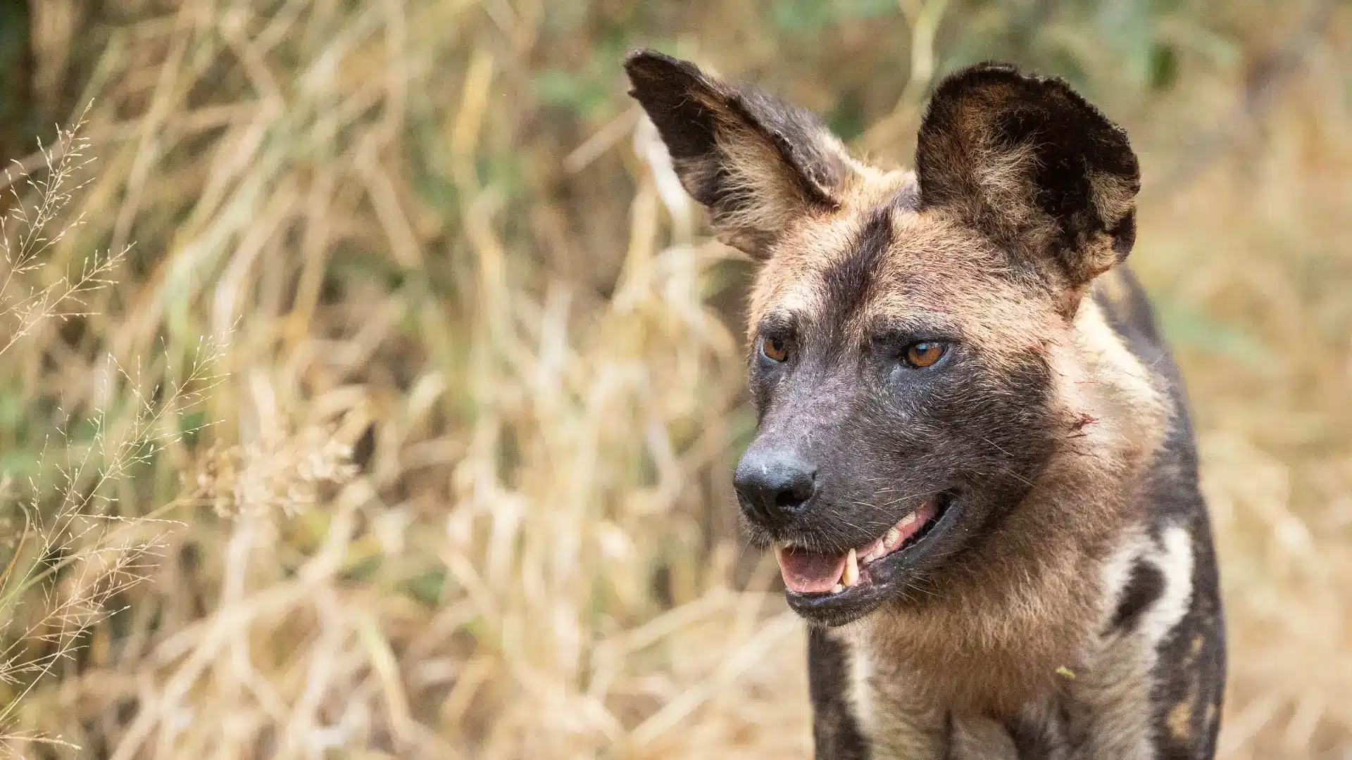 african wild dog profile
