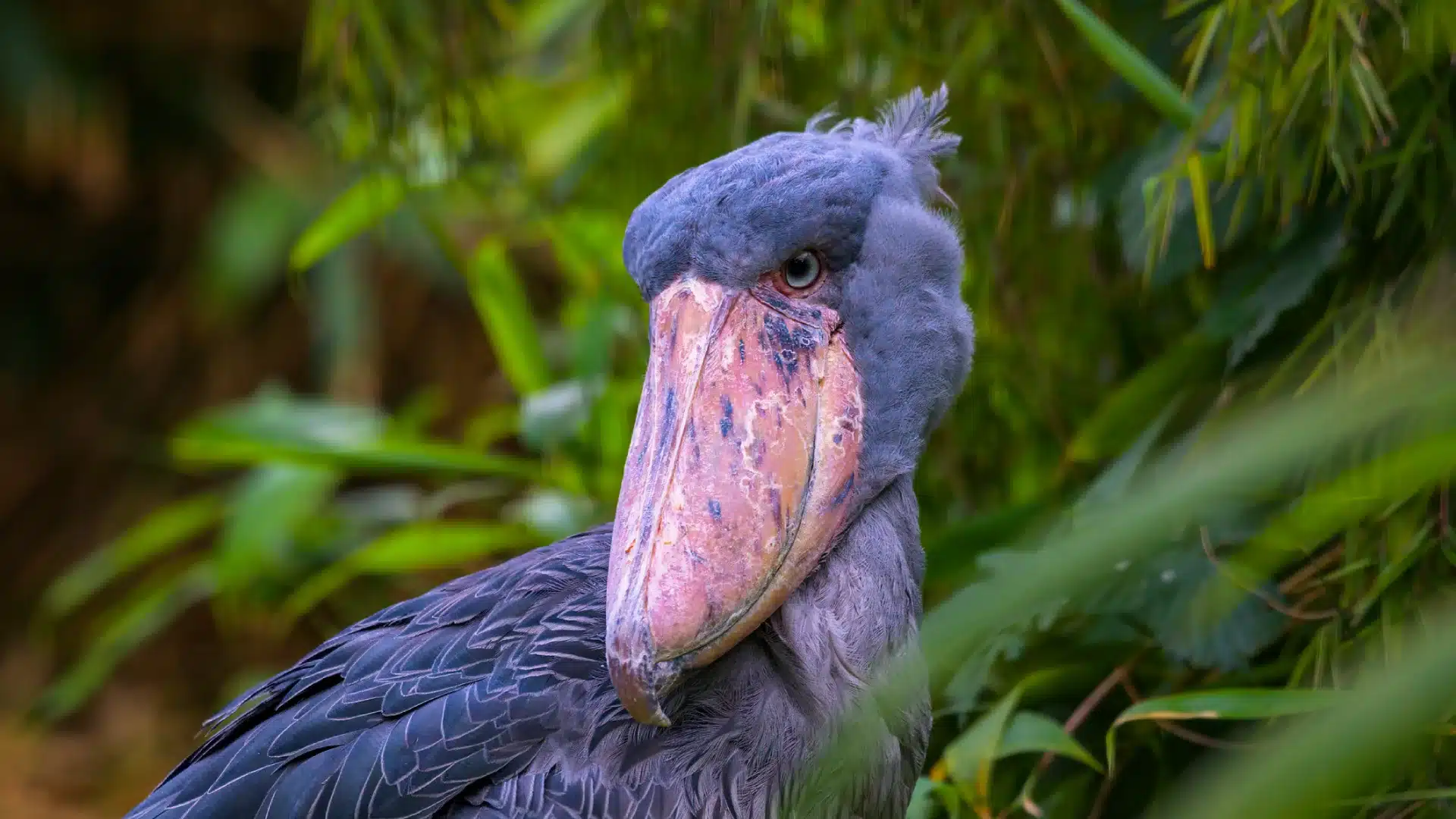 closeup of shoebill